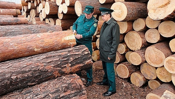 Экспорт леса под особым контролем